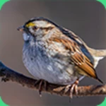 Logo of Sparrow Sounds android Application 